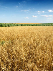 Wheat field against a blue sky