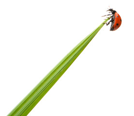 Ladybug on a green blade of grass