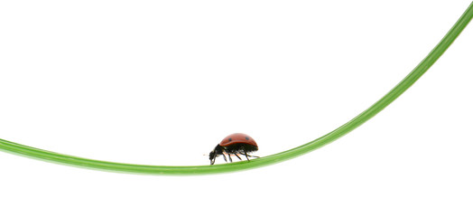 Ladybug on a green blade of grass
