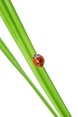 Ladybug on a green blade of grass