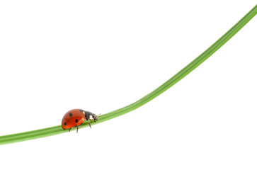 Ladybug on a green blade of grass