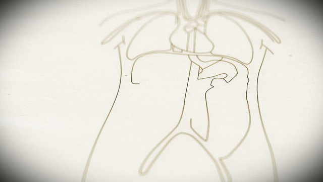 Human Organs structure animation illustration Shallow Depth of F