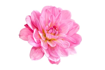 Crédence de cuisine en verre imprimé Dahlia image de fleurs de dahlia rose