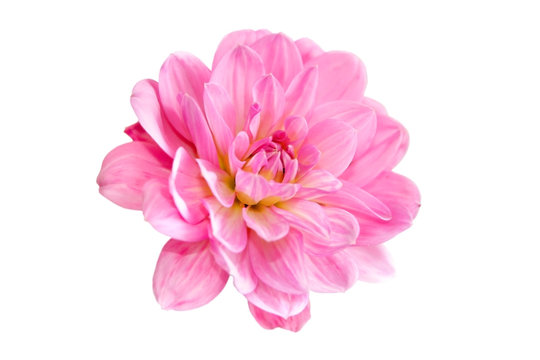 pink dahlia flowers image