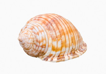 Schneckenhaus isoliert