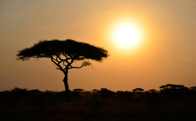 Fototapeta na wymiar Podwyżkę shinning Sun z jednego drzewa Acacia w Afryce