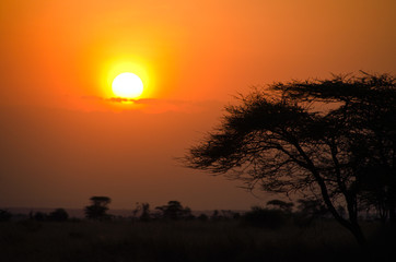 Fototapeta na wymiar Zachód słońca nad afrykańskiej sawanny z drzewa na pierwszym planie