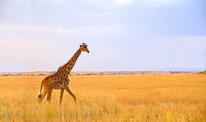 Gordijnen Single Giraffe walking in the Serengeti National Park © tr3gi