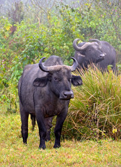 Obraz premium African Buffalo standing calmly on the grass in jungle