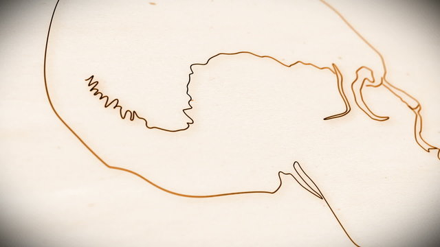 Human Skull structure animation illustration Shallow Depth of Fi