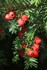 Obraz premium Eibenzweig