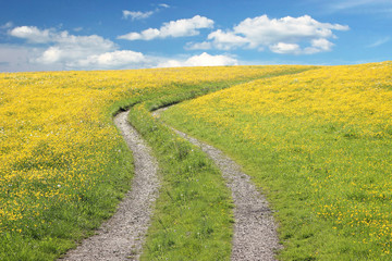 Butterblumenwiese mit Weg