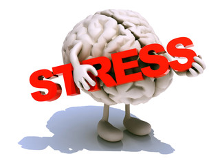 human brain that embraces word stress