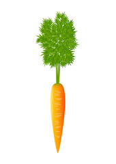 Carrot on white background