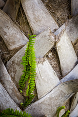 Small Growing Tropical Fern