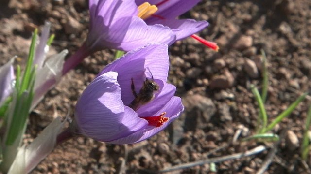 Safran plante m&eacute;dicinale, abeille dans une fleur de safran, vid&eacute;o macro fleur safran avec abeille 