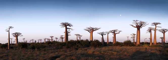 Poster Im Rahmen Allee der Baobabs © Nazzu
