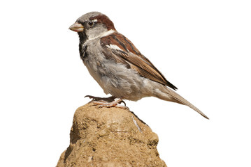 House sparrow