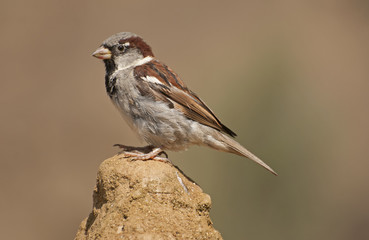 House sparrow