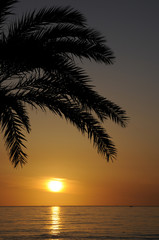 Obraz na płótnie Canvas Palme bei Sonnenaufgang