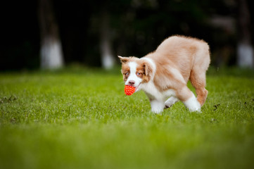 Australian Shepherd puppy running