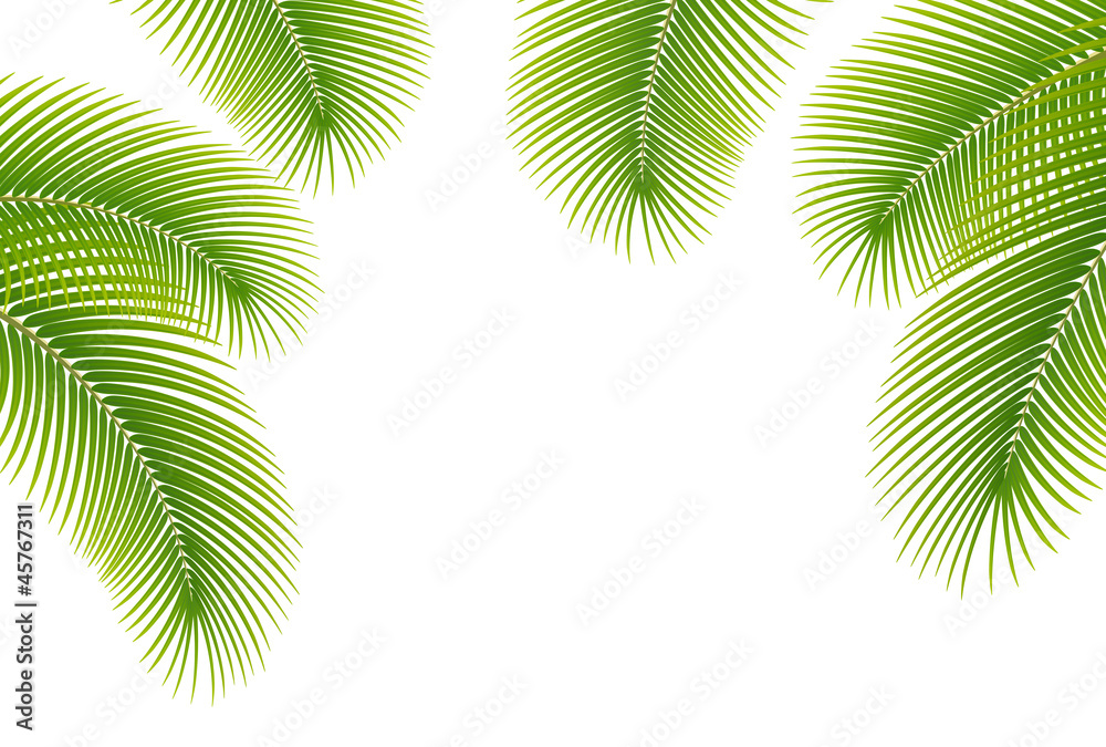 Wall mural leaves of palm tree on white background.