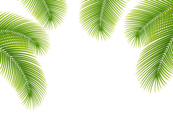 Leaves of palm tree on white background.