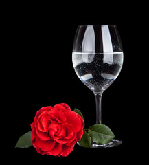 glass with water and  red rose flower isolated on black