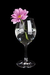glass with water and  flower isolated on black background 