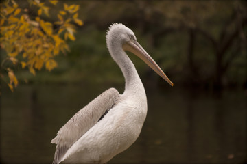 Obraz premium Dalmatian pelican (Pelecanus crispus)