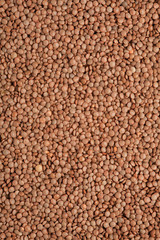 lentil seed texture background