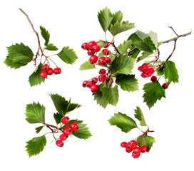 Green hawthorn branches red berries - obrazy, fototapety, plakaty