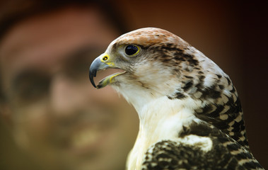 Gyrfalcon, or gerfalcon, Falco rusticolus