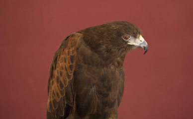 Harris's Hawk isolated