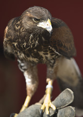 Harris's Hawk on glove