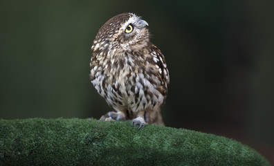 Little Owl