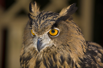 European Eagle-Owl 3