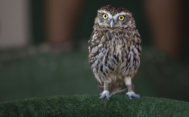 Little Owl (Athene noctua)