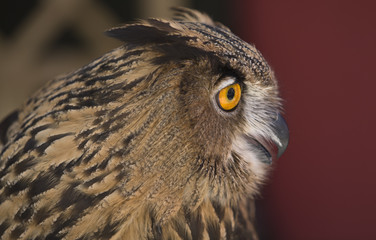 European Eagle-Owl looking up