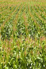 corn field