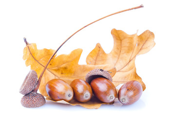 acorn isolated on a white background