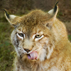 Lynx eating