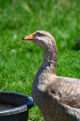 Domestic Goose at Water Troth