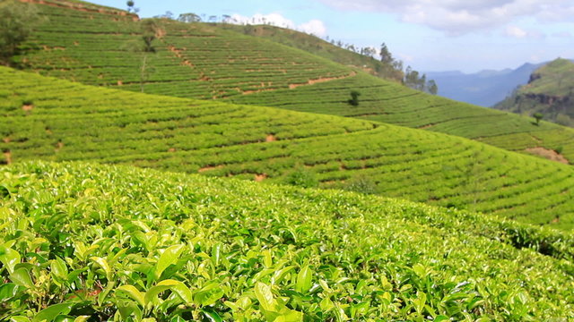 Sri Lanka tea garden mountains in nuwara eliya