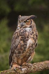Great horned owl