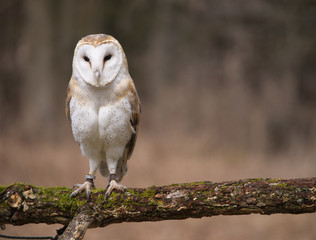 Barn Owl