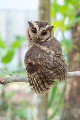 Young owl perched on the branches.