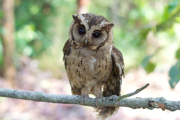 Young owl perched on the branches.