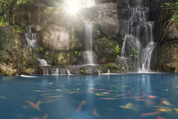 Koi fish in pond at the garden with a waterfall