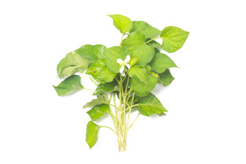 Naklejka premium houttuynia cordata isolated on white background.